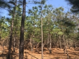 Richmond County, NC, 78.9 Acres, Hamer Mill Road 6