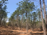 Richmond County, NC, 78.9 Acres, Hamer Mill Road 8