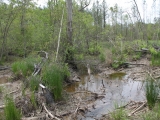 ea_Lee_County_NC_47_Acres__TBD_Lower_River_Road__C