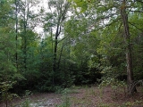 ea_Moore_County__NC__24_acres__TBD_Buggy_Drive__In