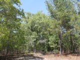 ea_Moore_County__NC__27_Acres__TBD_Roseland_Road__