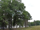ea_Moore_County__NC__3_acres__TBD_S_Plank_Rd___24_