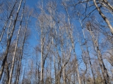 ea_Moore_County__NC__4_acres__TBD_Adams_Road__Timb