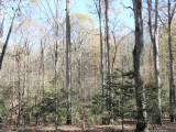 ea_Moore_County__NC__5_acres__TBD_Equestrian_Lane_