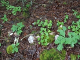 ea_Moore_County__NC__8_acres__TBD_Letlough_Rd_5_JP