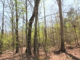 ea_Moore_County__NC__90_acres__TBD_Plank_Road__int